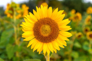 A sunflower in a garden.