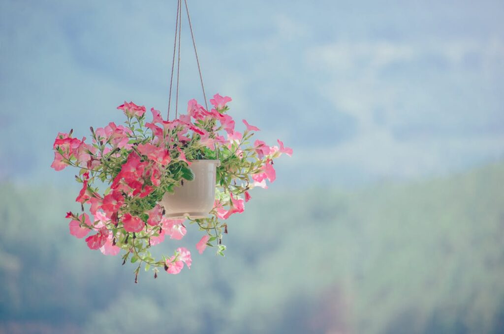 hanging pot with pink plant