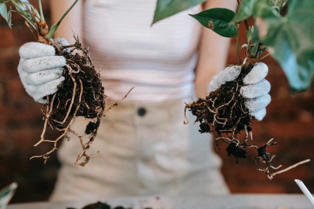 Person holding plants with visible roots.