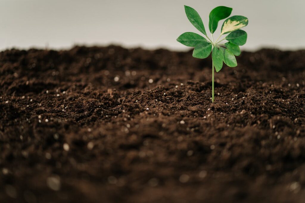  Green plant in brown soil.